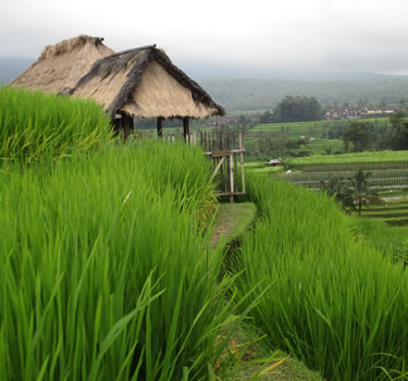 Bali Rice Fields Hut