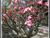 Flowering tree in Forbidden City
