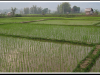 Rice fields near Hanoi