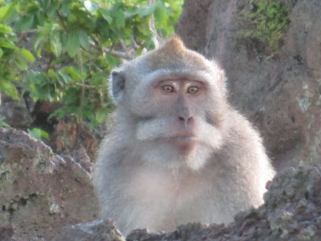 Monkey at Mt. Batur