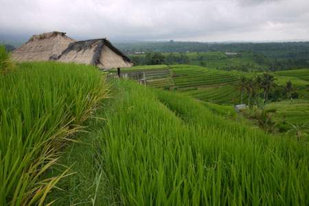 Rice Fields Bali