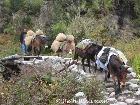Horses carrying our goods along trek route