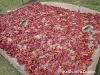 Chili peppers drying in Sakten