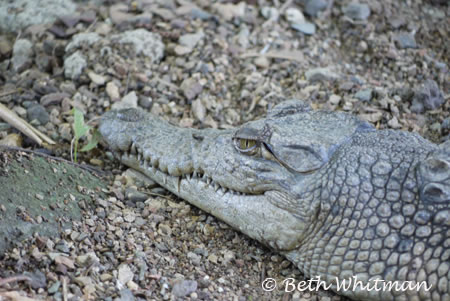 Crocodile at Botanical Gardens in Port Moresby