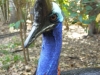 Cassowary at Botanical Gardens in Port Moresby