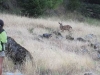 Deer along the Rogue River
