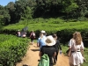 Hiking through tea plantations