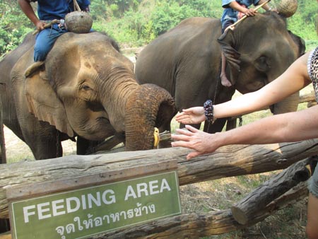 Feeding elephants near Chiang Mai