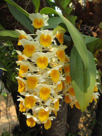 Orchids in Chiang Mai