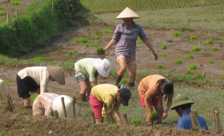 Rice workers in the north