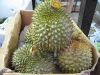 Durian fruit