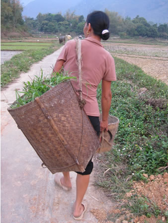 Woman with basket in rice fields