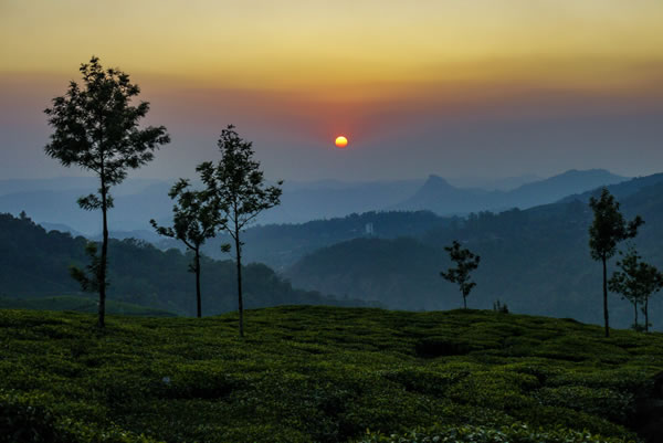 Munnar Tea Plantations India Tour