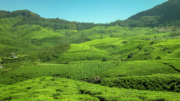 Tea plantations munnar india tour