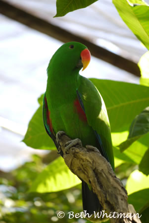 Parrot in Papua New Guinea