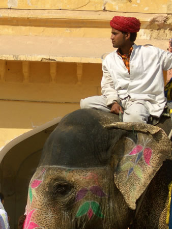 Mahout Elephant Jaipur