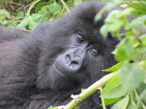 Rwanda Gorilla