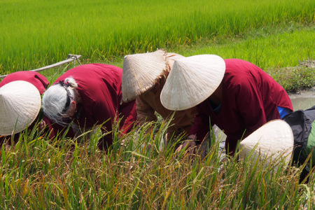 Vietnam Rice Fields