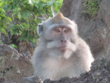 Bali Monkey