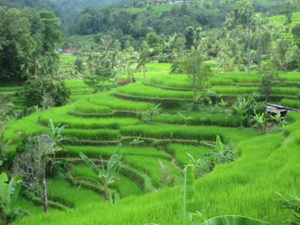 Bali Rice Fields