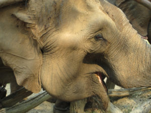 Elephant in Thailand