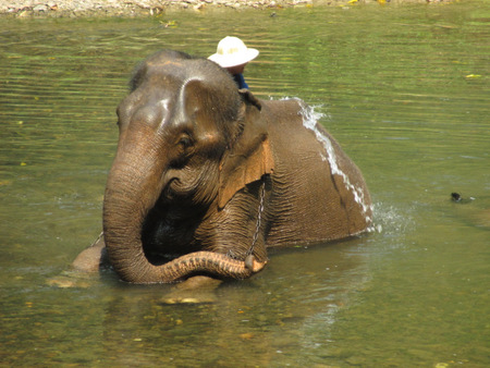 Thailand Elephant 