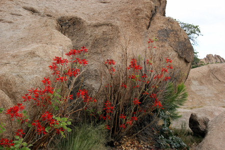 Santa Fe flowers