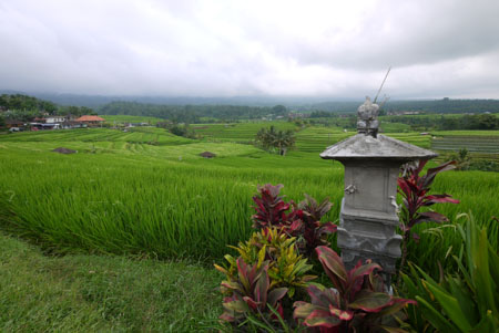 Rice Fields Temple