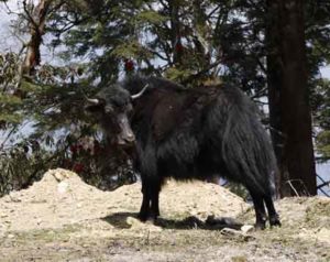 Yak Bhutan