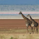 Tanzania giraffes