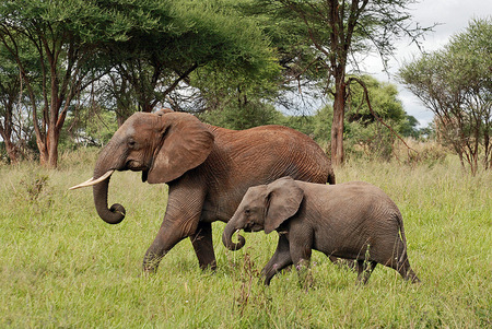 Elephants in Tanzania