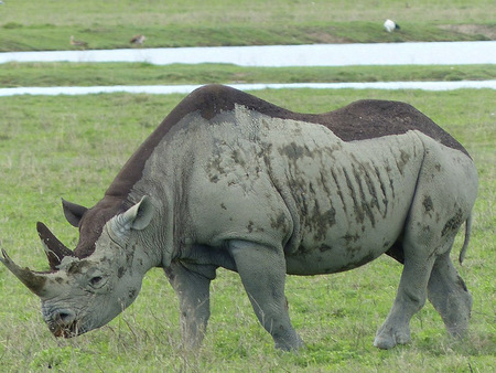 Black Rhino Ngorongoro