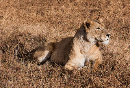 Ngorongoro lion