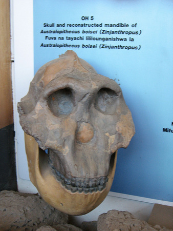 Olduvai skull