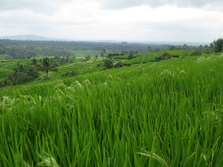 Rice fields Bali