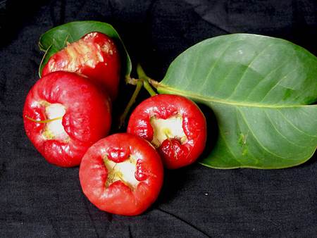 Rose Apple