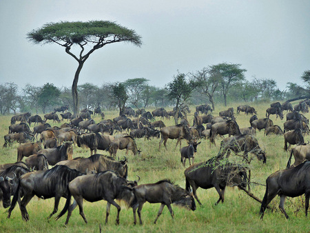 Wildebeest migration