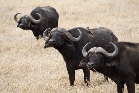 African Buffalo