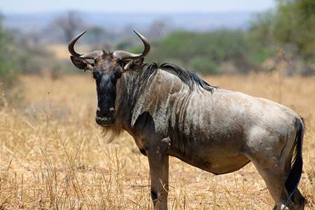 Wildebeest