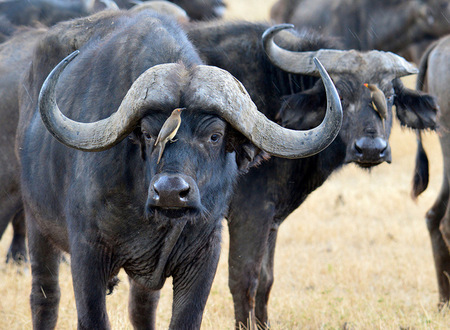 Cape Buffalo