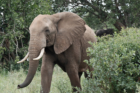 African Elephant