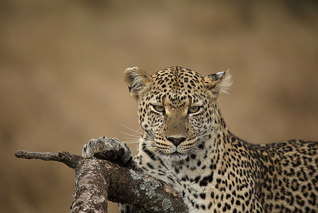 Leopard