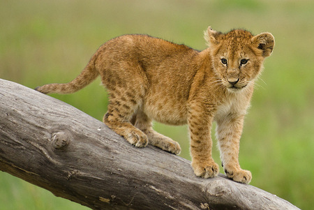 Lion cub in the Serengeti