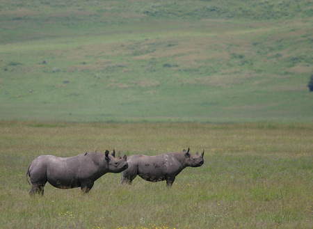 Rhinos