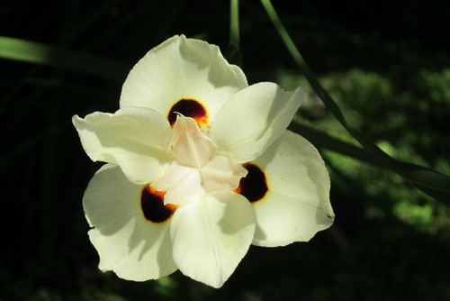 California orchid