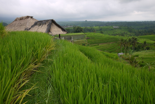 Bali Rice Fields