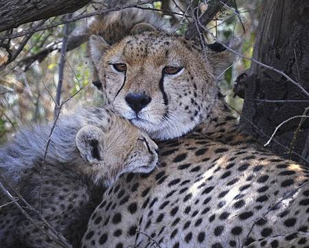 Cheetah and Cub