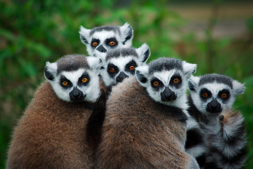 Ringtail lemurs