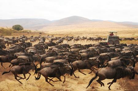 Tanzania Wildebeests