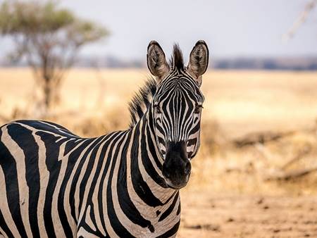Tarangire National Park Zebra